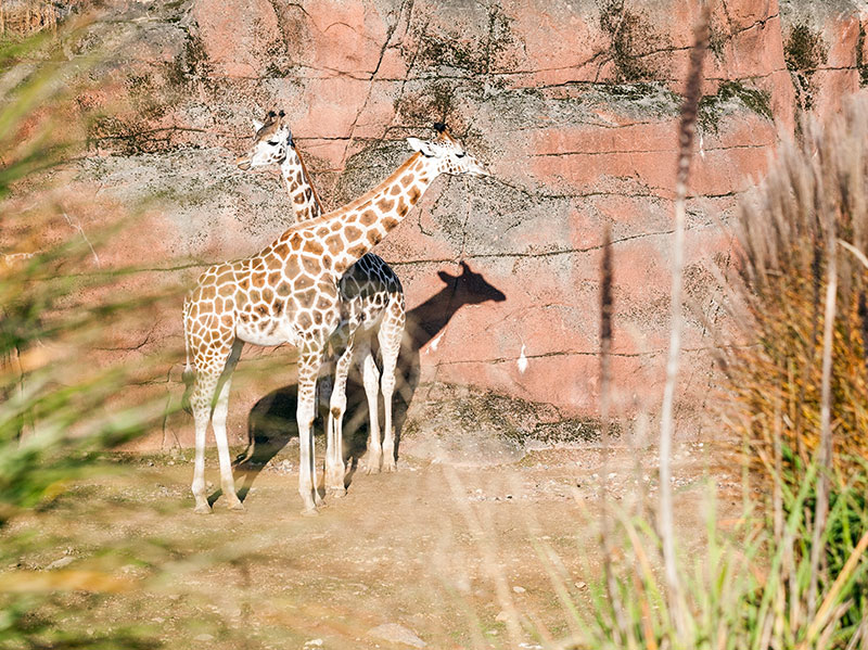GaiaZOO | Kerkrade < 15 km