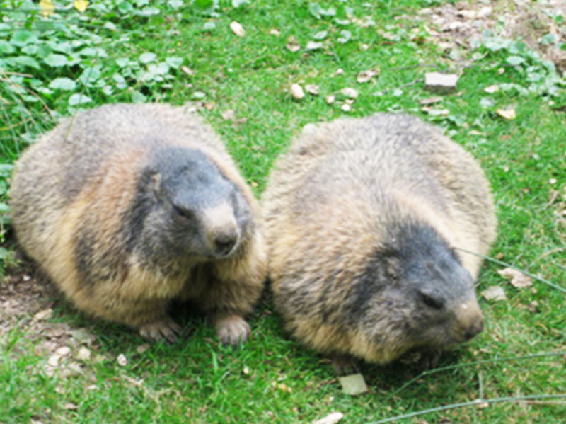 Wildpark | Gangelt < 14 km